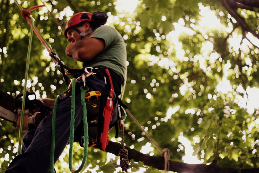 A person hanging from the tree wearing safty harness around him