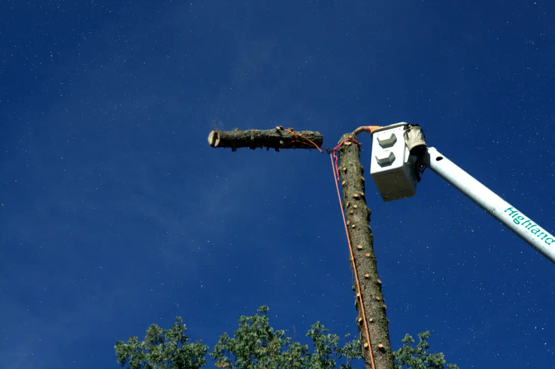 Tree trunk removal