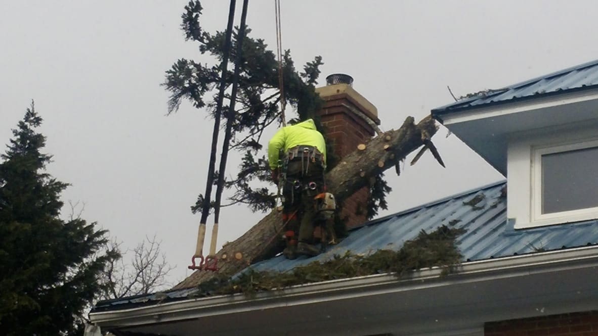 A tree stem on the roof